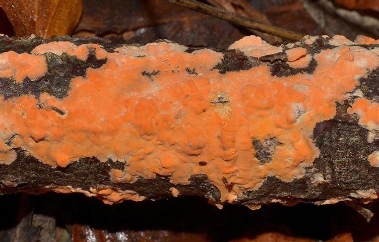 Peniophora incarnata?
